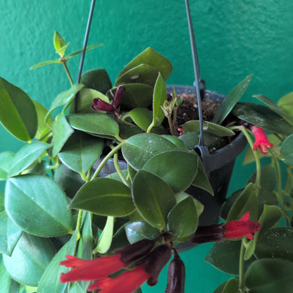 Aeschynanthus 'flearly Mona Lisa' (Lipstick Plant)