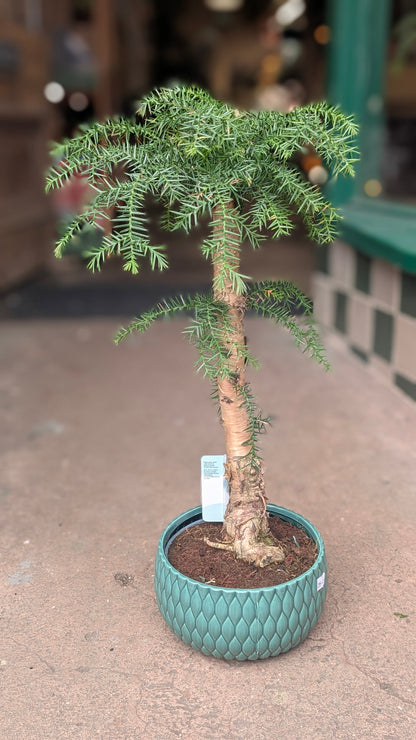 Araucaria heterophylla (Norfolk Island pine)