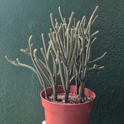 Crassula lycopodioides (Watchchain Plant)
