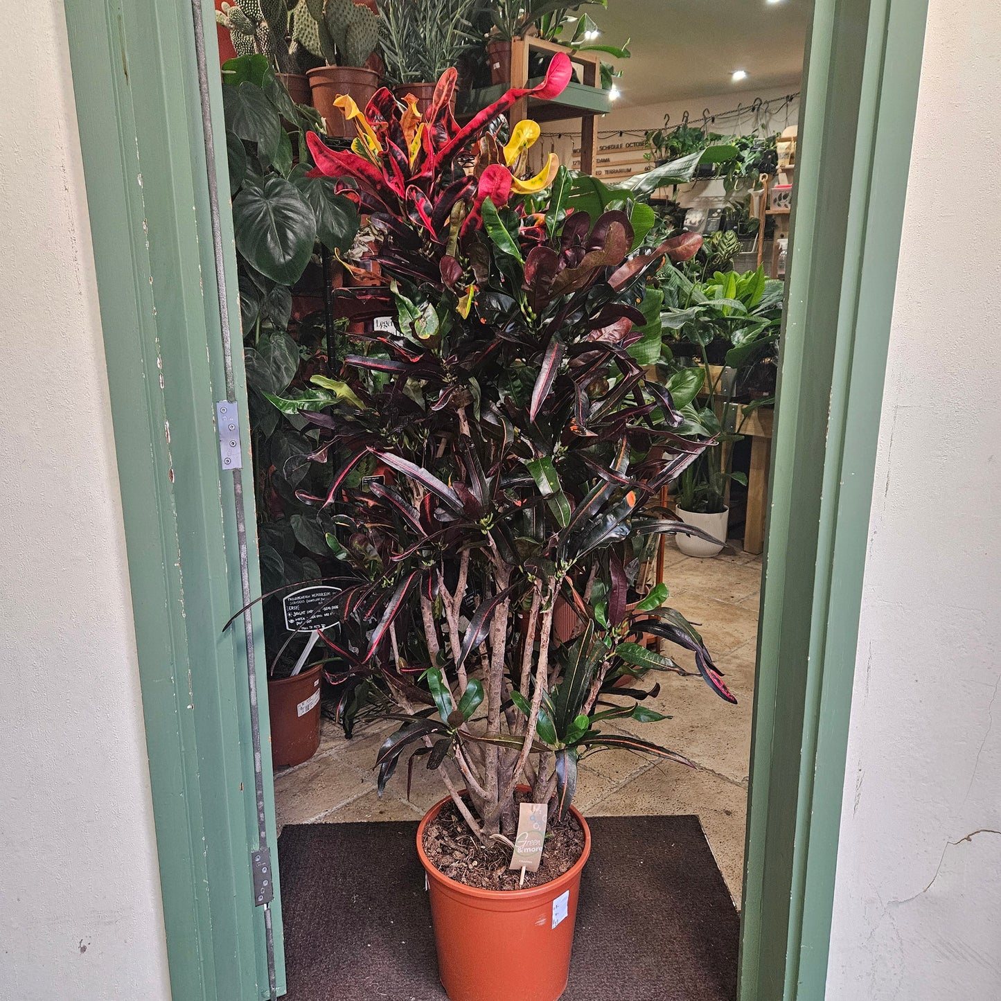 Codiaeum variagata (Croton)