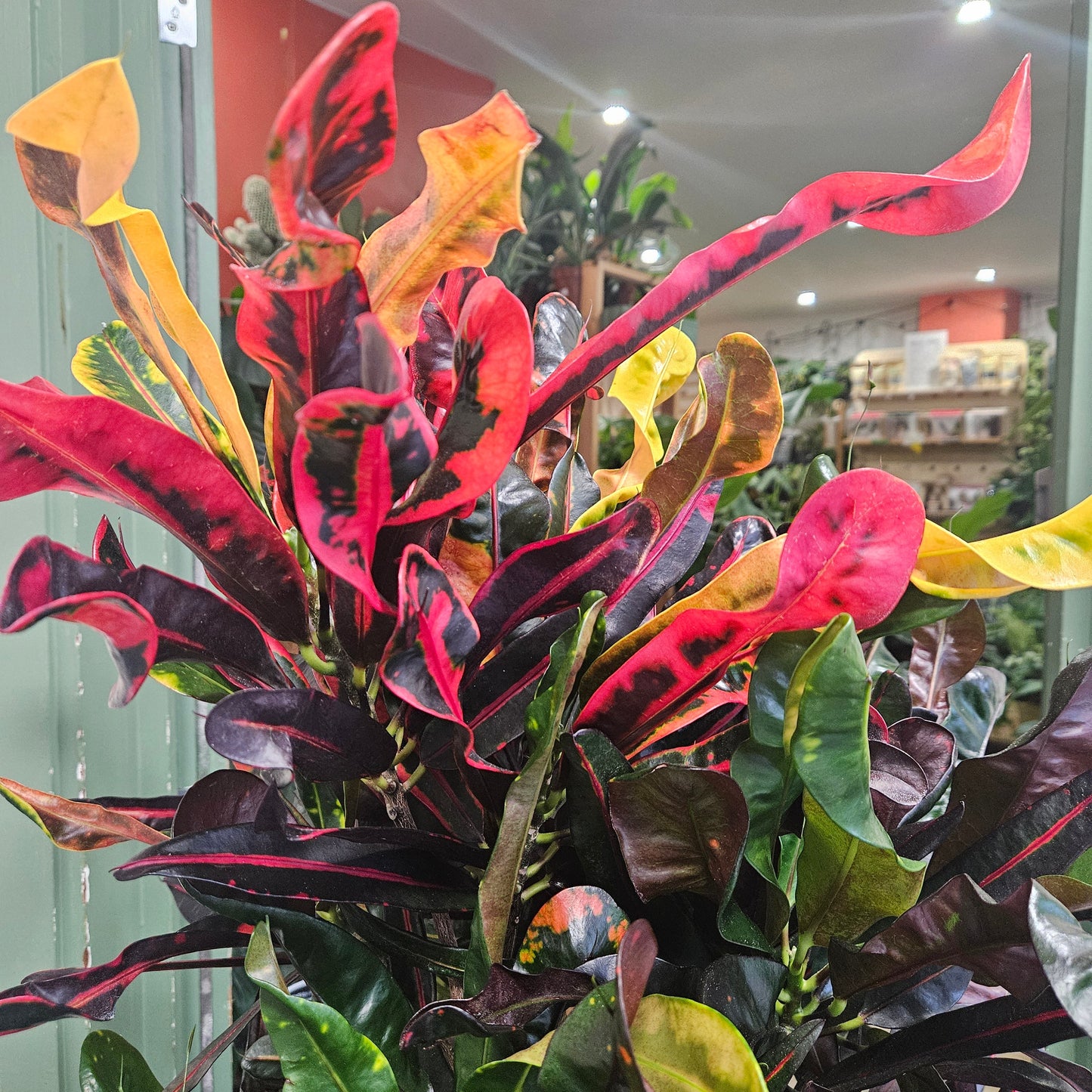 Codiaeum variagata (Croton)