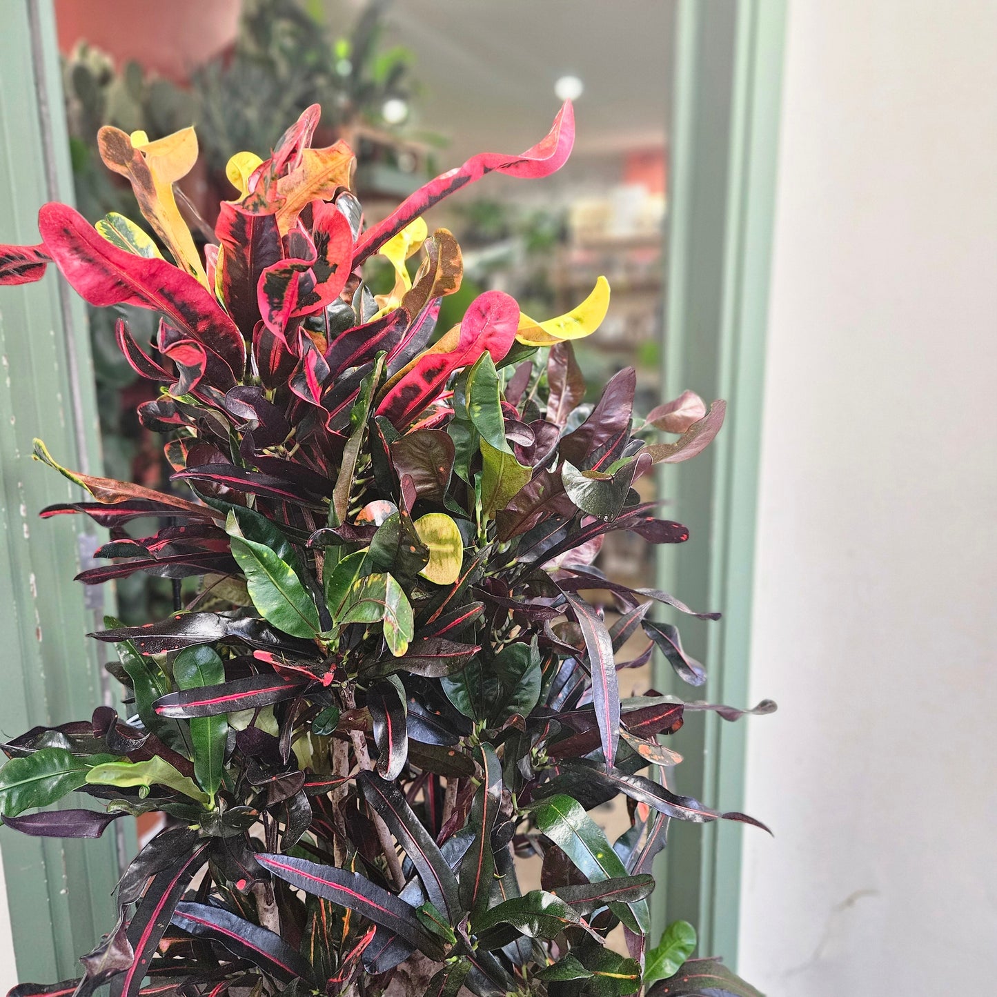 Codiaeum variagata (Croton)