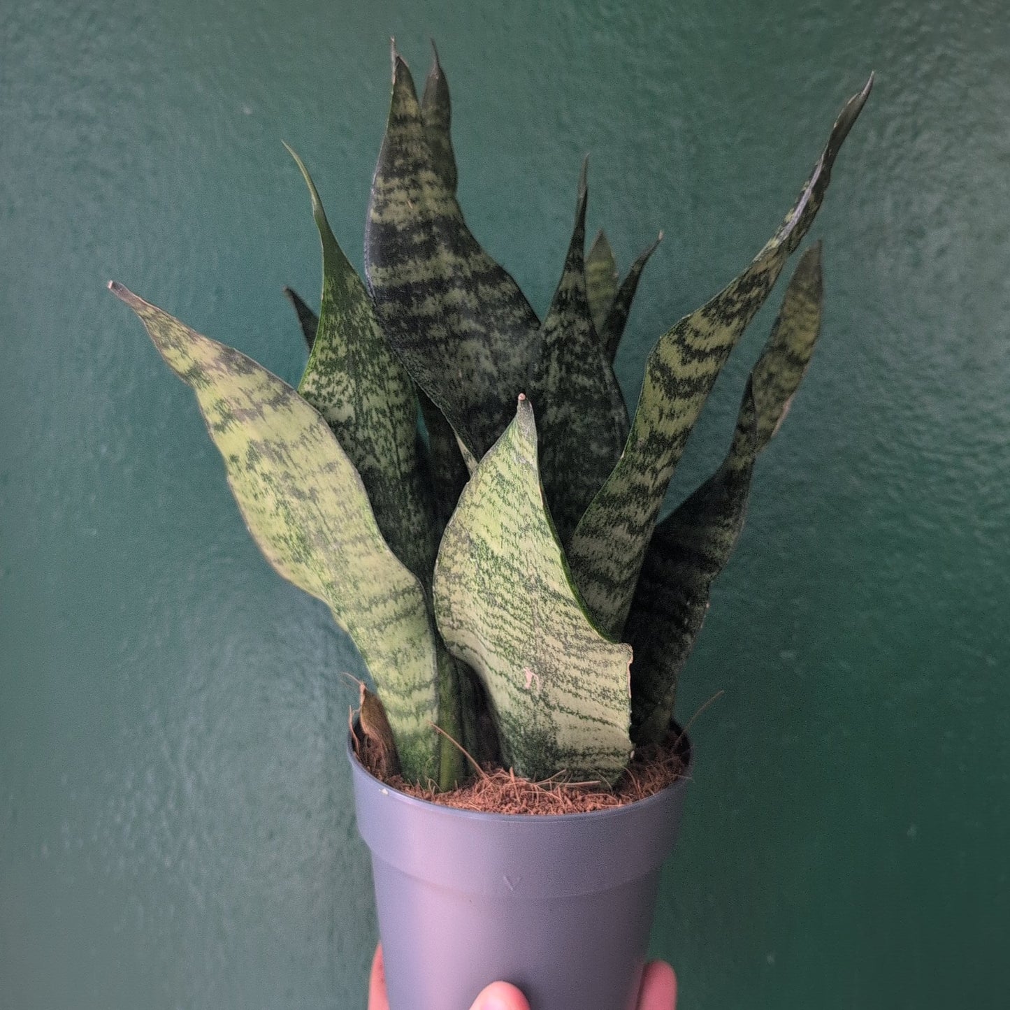 Sansevieria trifasciata 'Zeylanica' (Snake Plant)
