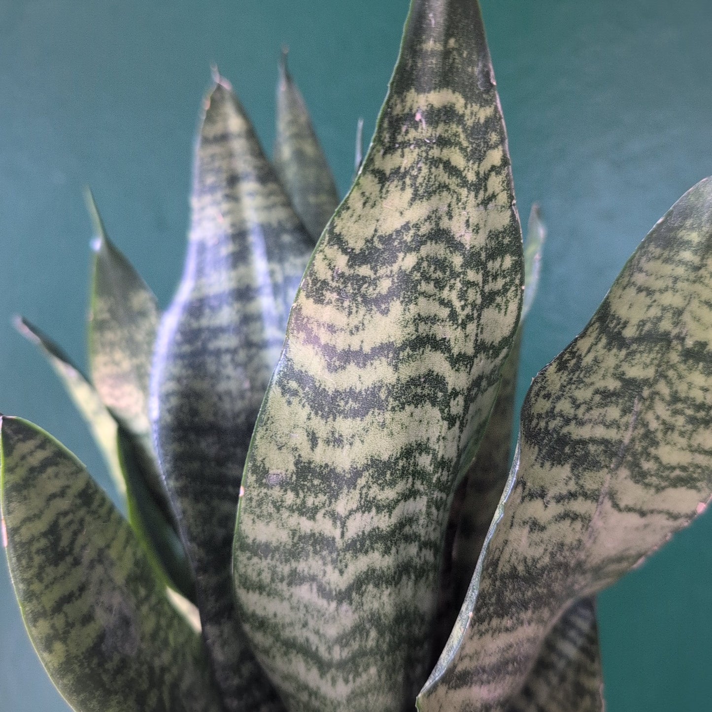 Sansevieria trifasciata 'Zeylanica' (Snake Plant)