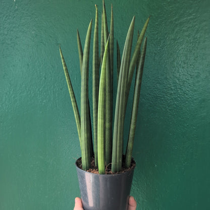 Sansevieria bacularis 'Mikado' (Snake Plant)