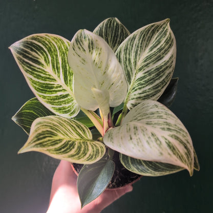 Philodendron birkin 'White veins'