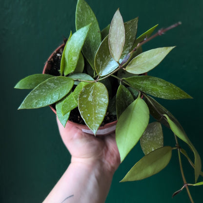 Hoya carnosa 'Gracilis'