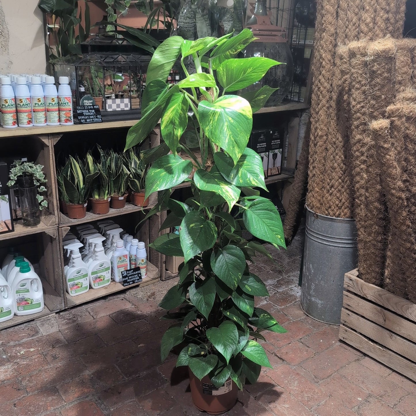 Epipremnum aureum (Golden Pothos)