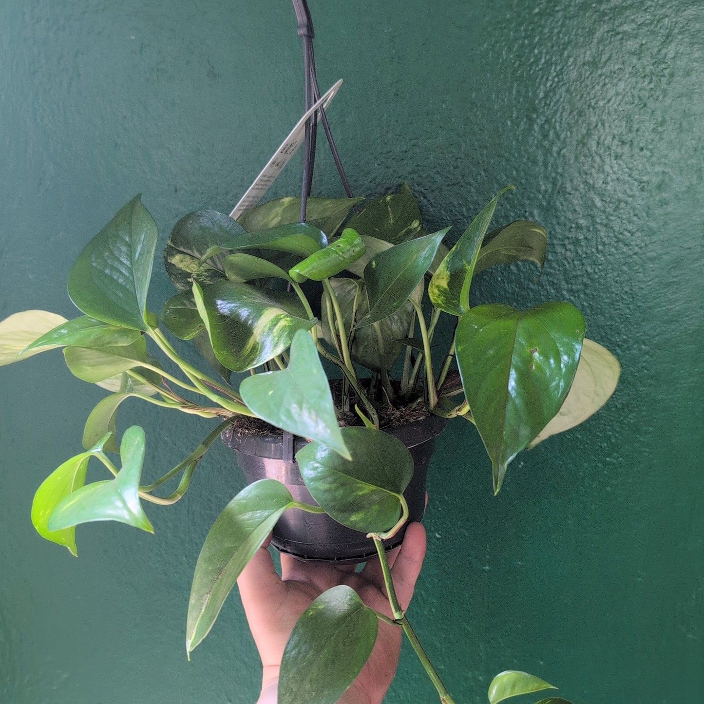 Epipremnum aureum (Golden Pothos)