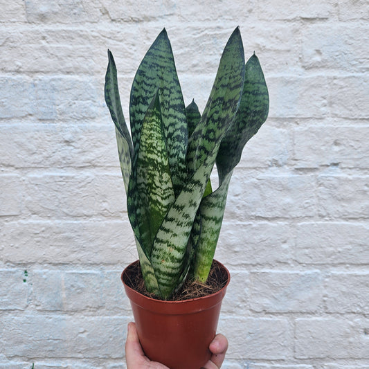 Sansevieria trifasciata 'Zeylanica' (Snake Plant)