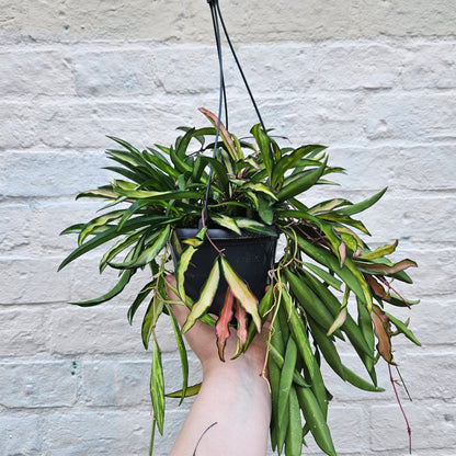 Hoya wayetti 'Tricolour'