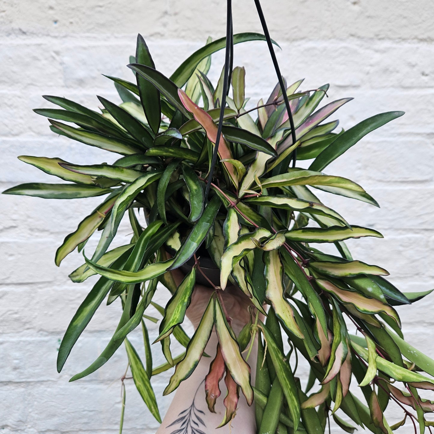 Hoya wayetti 'Tricolour'