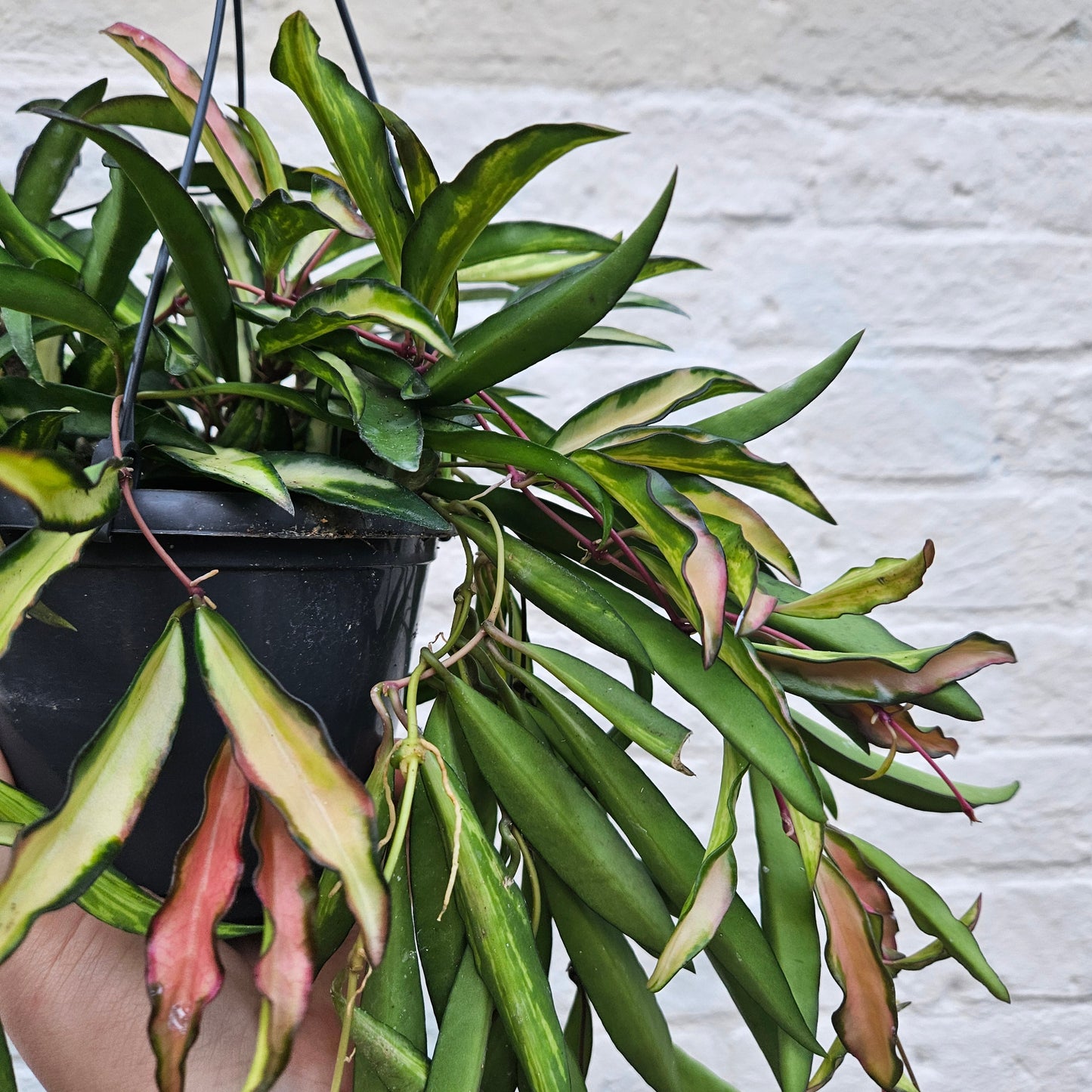 Hoya wayetti 'Tricolour'