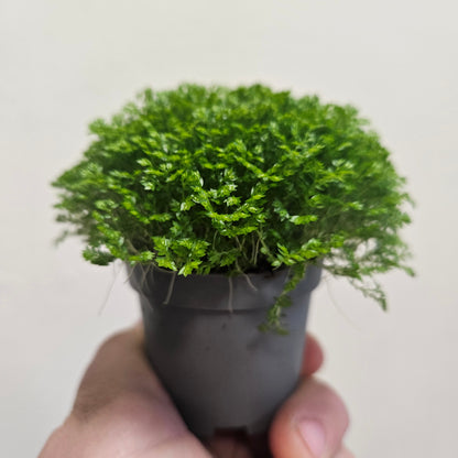 Selaginella apoda (Meadow Spikemoss)