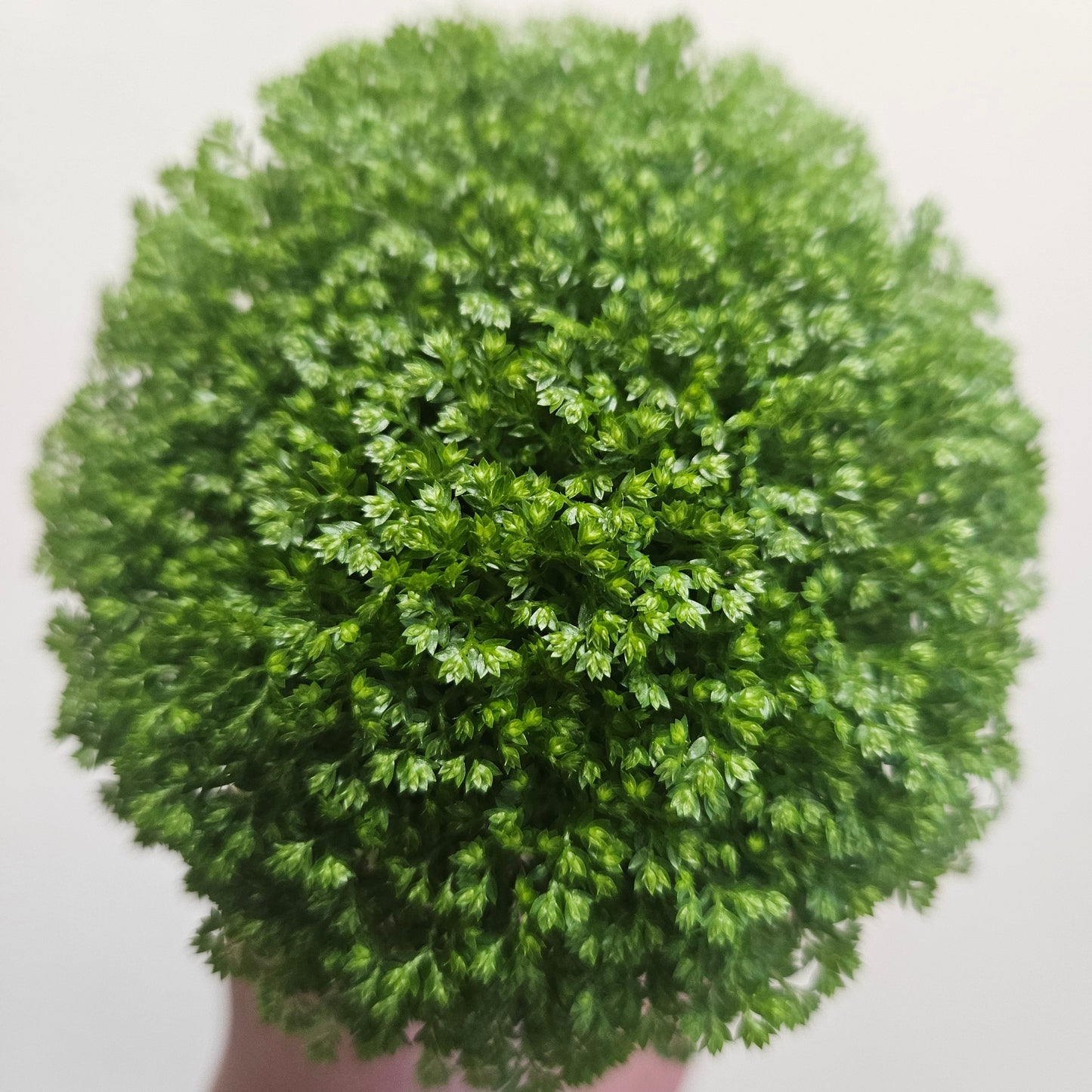 Selaginella apoda (Meadow Spikemoss)