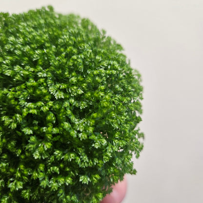 Selaginella apoda (Meadow Spikemoss)