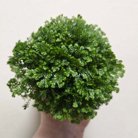 Selaginella apoda (Meadow Spikemoss)