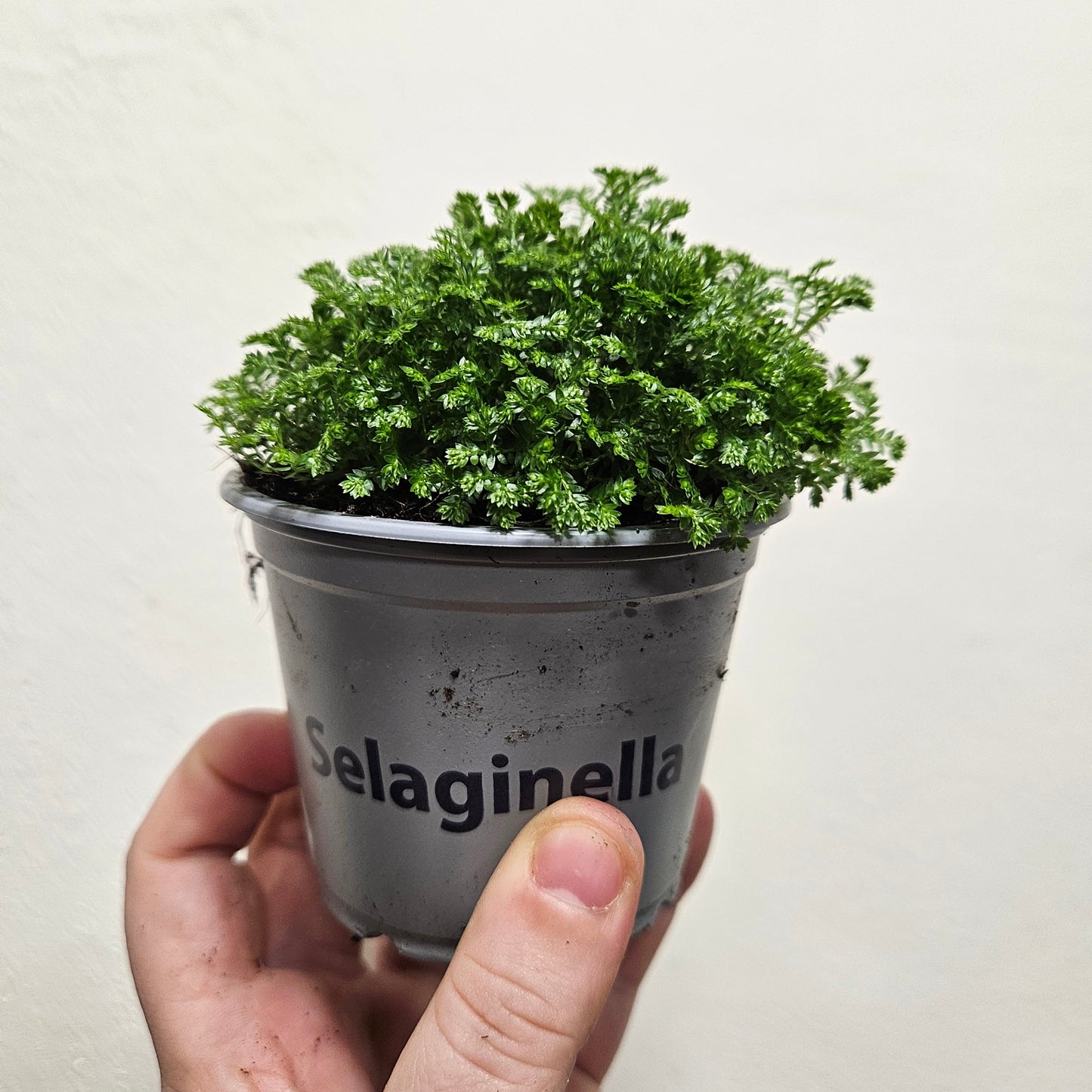 Selaginella apoda (Meadow Spikemoss)