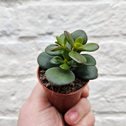 Crassula ovata (Jade plant)
