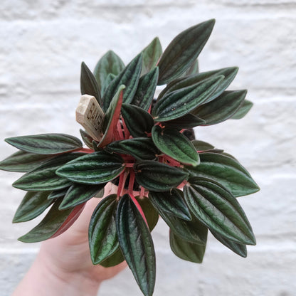 Peperomia Caperata 'Rosso' (Emerald Ripple Radiator plant)