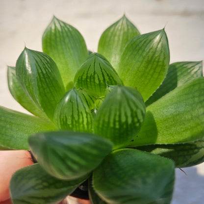 Haworthia cooperi (Window Haworthia)