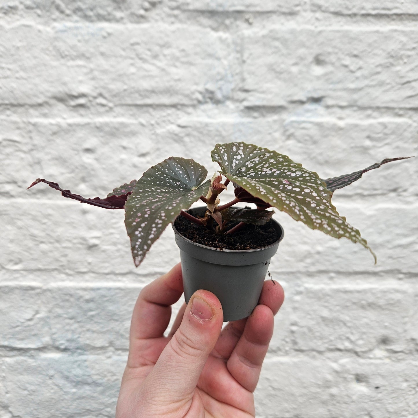 Begonia maculata 'Pink Spot'