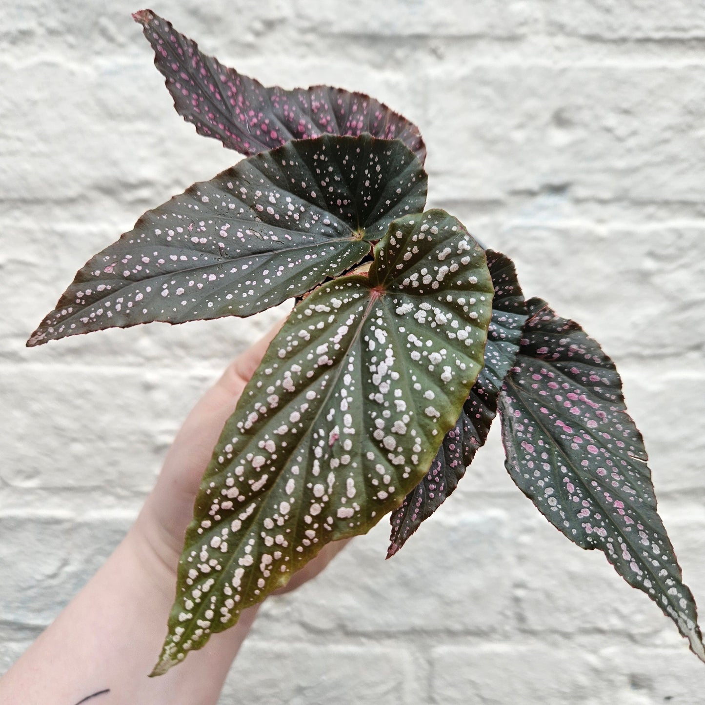 Begonia maculata 'Pink Spot'