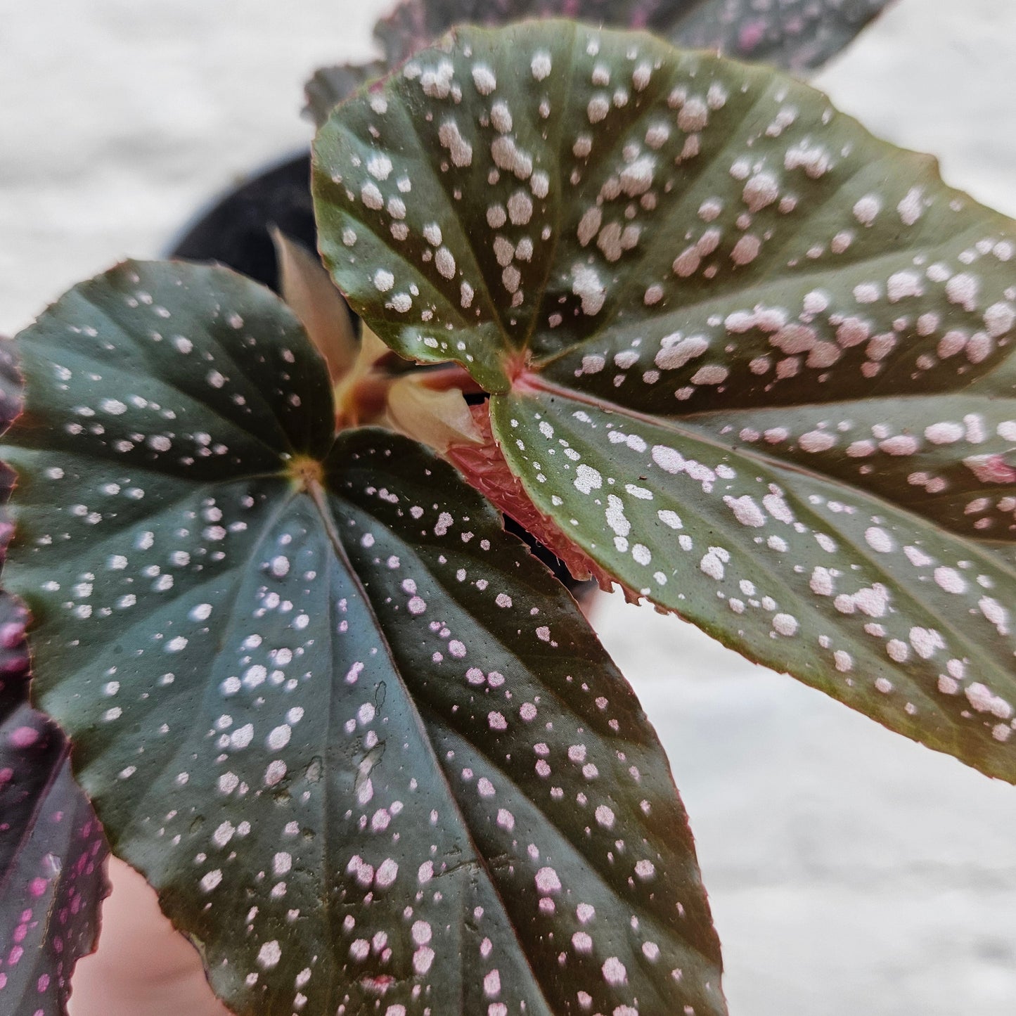 Begonia maculata 'Pink Spot'