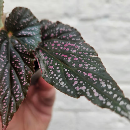 Begonia maculata 'Pink Spot'