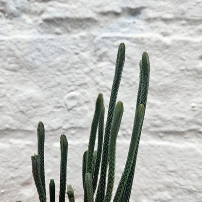 Crassula lycopodioides (Watchchain Plant)