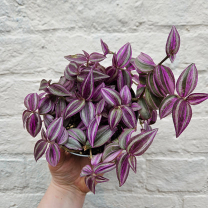 Tradescantia 'Pink paradise' (Inch plant/ Wandering Dude)