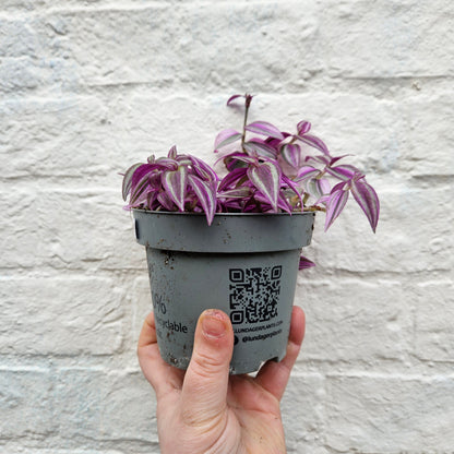 Tradescantia 'Pink paradise' (Inch plant/ Wandering Dude)