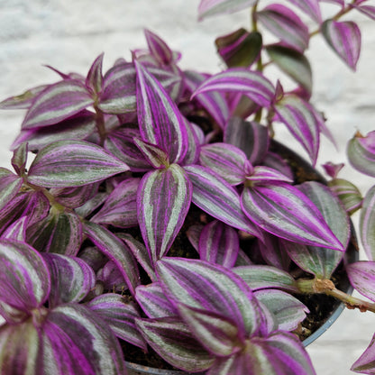 Tradescantia 'Pink paradise' (Inch plant/ Wandering Dude)