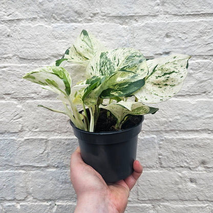 Epipremnum pinnatum 'Happy Leaf' (Manjula Pothos)