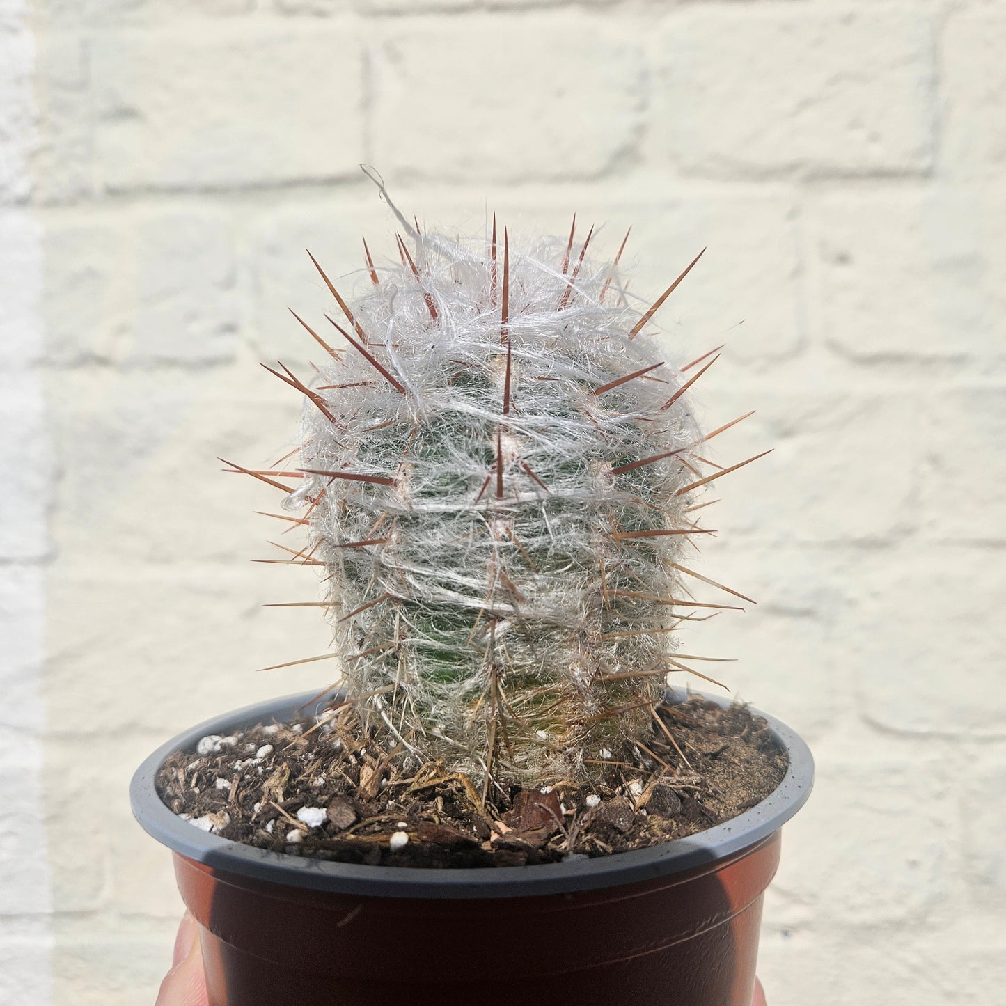 Oreocereus trollii (Old Man of the Andes)