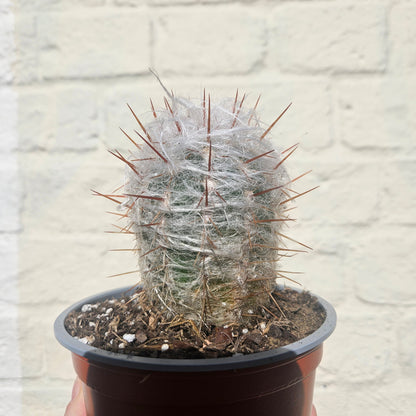 Oreocereus trollii (Old Man of the Andes)