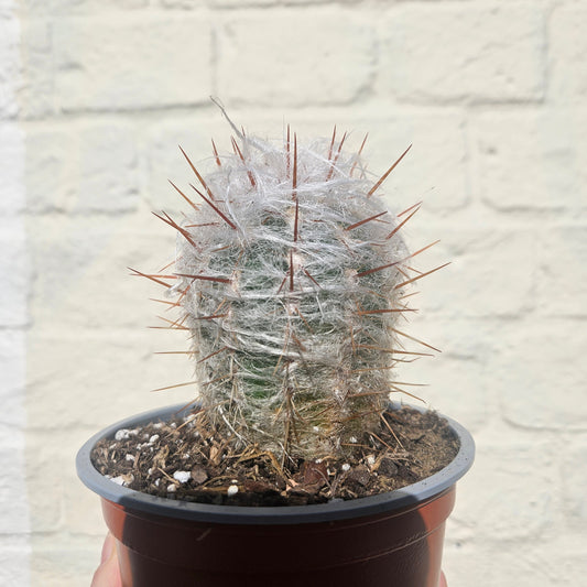 Oreocereus trollii (Old Man of the Andes)