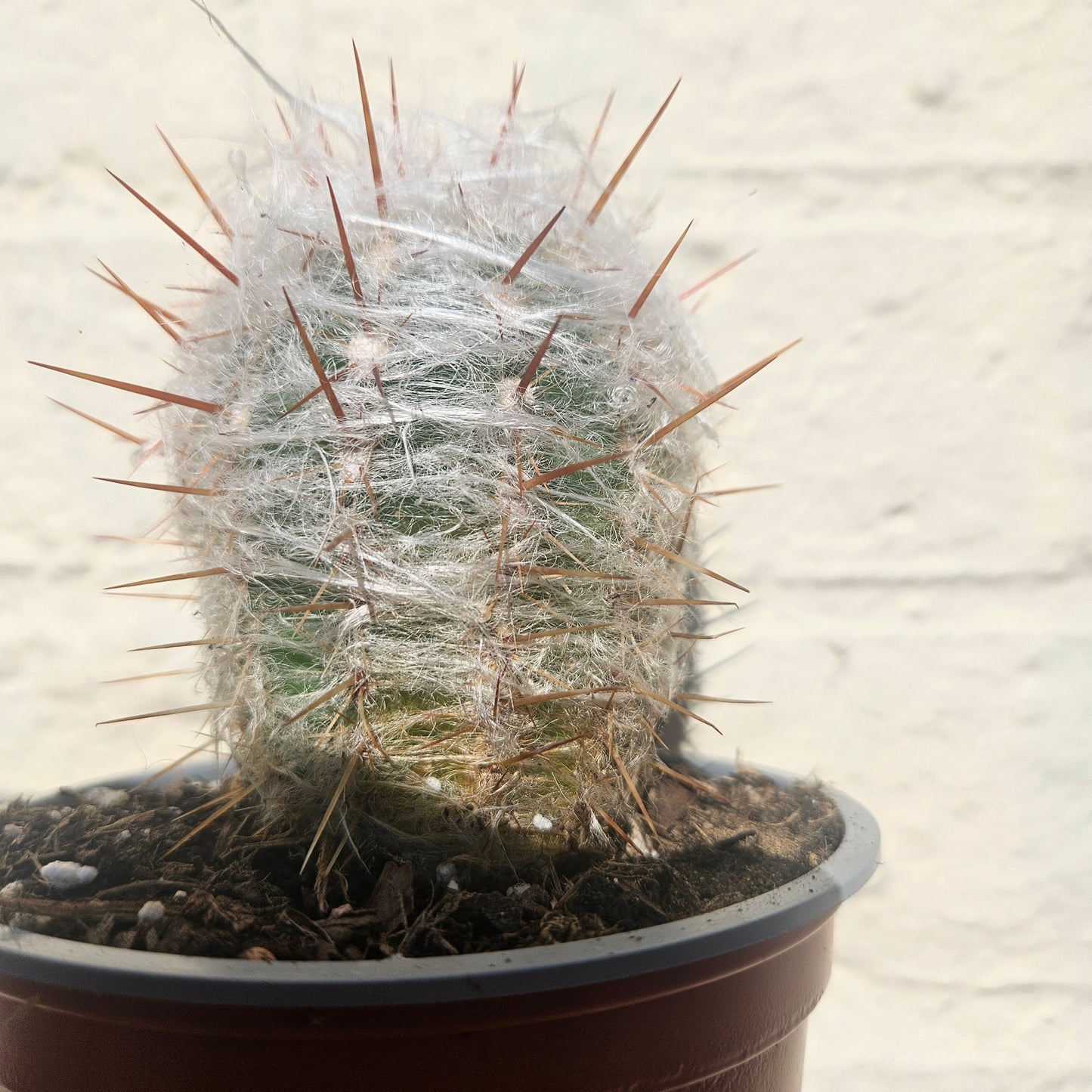 Oreocereus trollii (Old Man of the Andes)