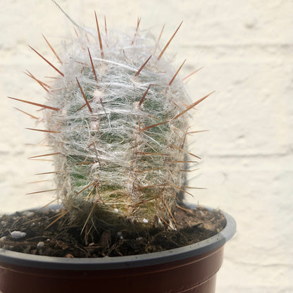 Oreocereus trollii (Old Man of the Andes)