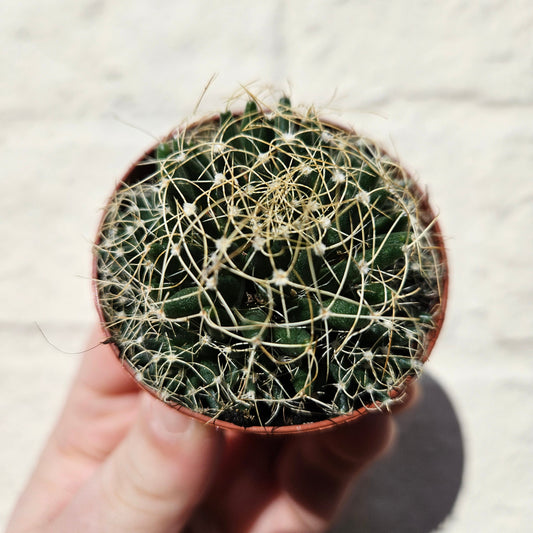 Mammillaria camptotricha (Birds Nest Cactus)