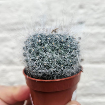Mammillaria hahniana (Old Lady Cactus)
