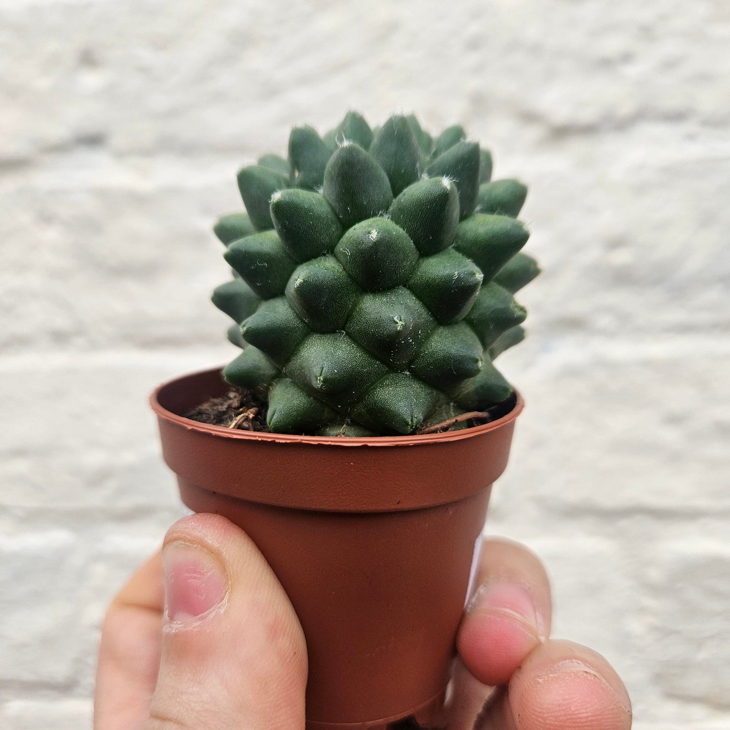 Mammillaria polythele 'Nuda' (Hairless Nipple Cactus)