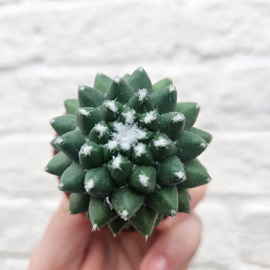 Mammillaria polythele 'Nuda' (Hairless Nipple Cactus)