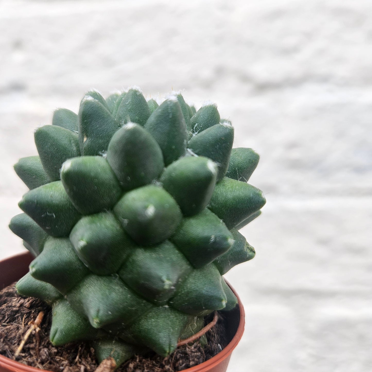 Mammillaria polythele 'Nuda' (Hairless Nipple Cactus)