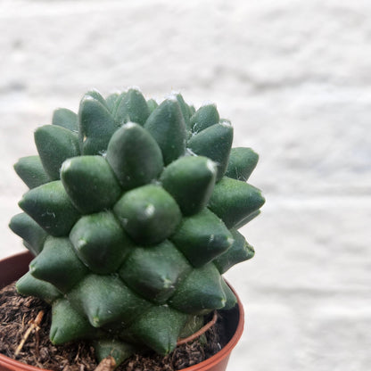Mammillaria polythele 'Nuda' (Hairless Nipple Cactus)
