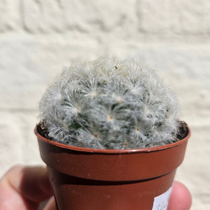 Mammillaria plumosa (Feather Cactus)