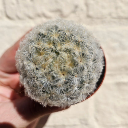 Mammillaria plumosa (Feather Cactus)