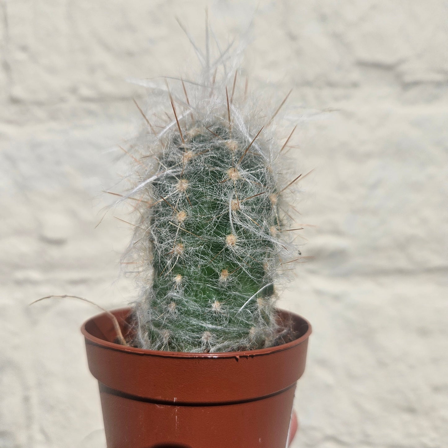 Oreocereus trollii (Old Man of the Andes)