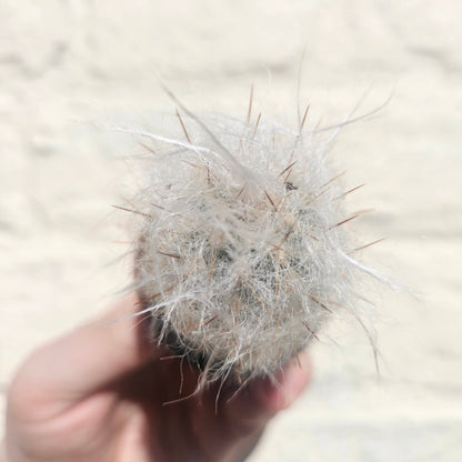Oreocereus trollii (Old Man of the Andes)