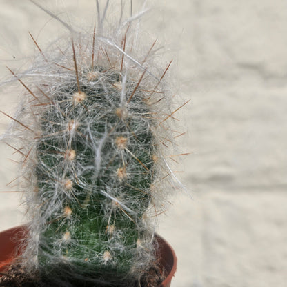 Oreocereus trollii (Old Man of the Andes)